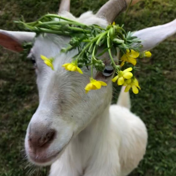 Welcome to my peachykeen_ga closet on Poshmark - Picture 1 of 8